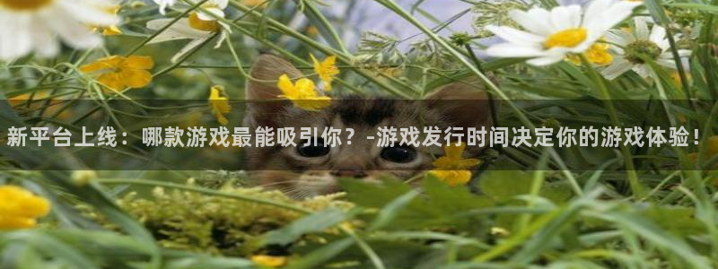 pp电子子图片